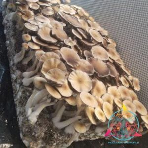 Lizard King Cubensis Spore Syringe
