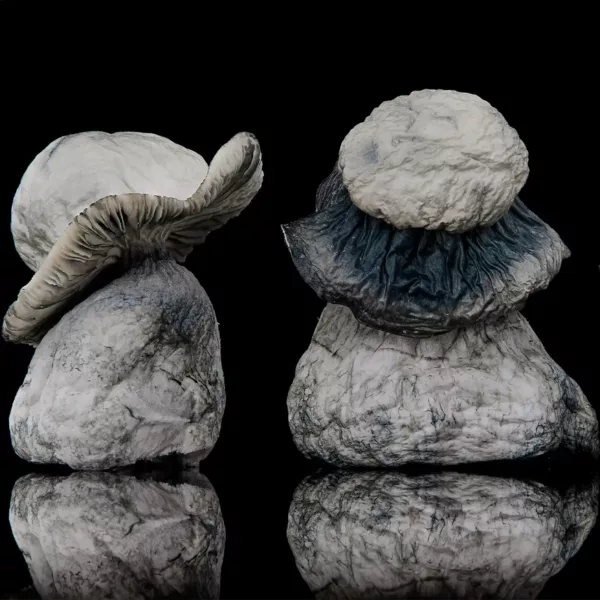 single albino penis envy cubensis mushroom with black backround