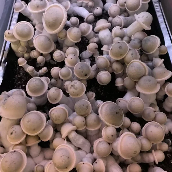 Large flush of albino penis envy cubensis mushrooms in a tub