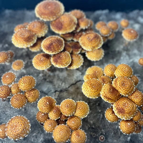 large flush of chestnut mushrooms on CVG