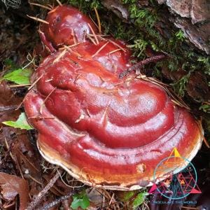 Ganoderma oregonense "Oregon Reishi" Liquid Culture Syringe