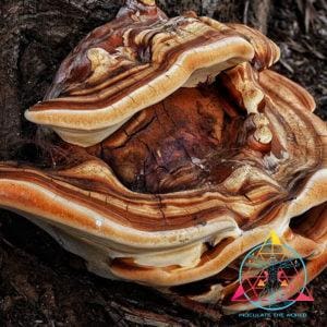 Ganoderma polychromum "Bronze Reishi" Liquid Culture Syringe