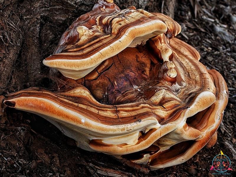 Ganoderma polychromum "Bronze Reishi" Liquid Culture Syringe