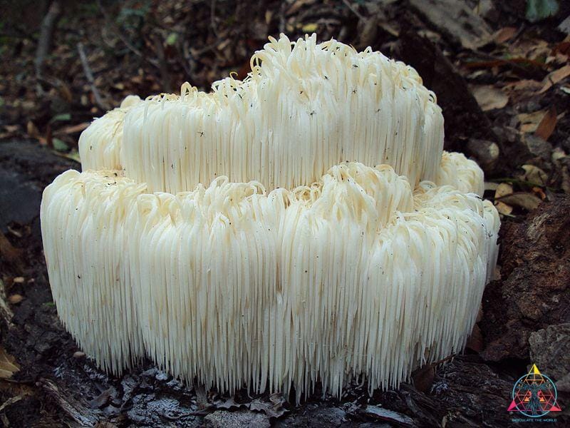 Hericium erinaceus "Lion's Mane" Liquid Culture Syringe