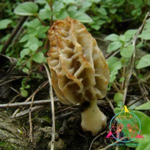 Morchella rufobrunnea "Blushing Morel" Liquid Culture Syringe