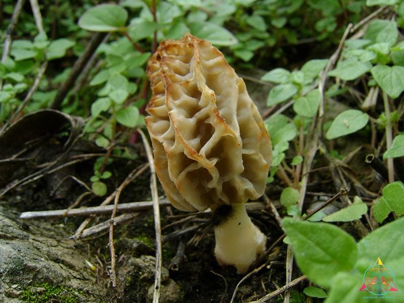 Morchella rufobrunnea "Blushing Morel" Liquid Culture Syringe