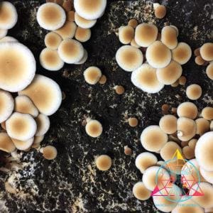 Pioppino, Black Poplar Mushroom Liquid Culture Syringe