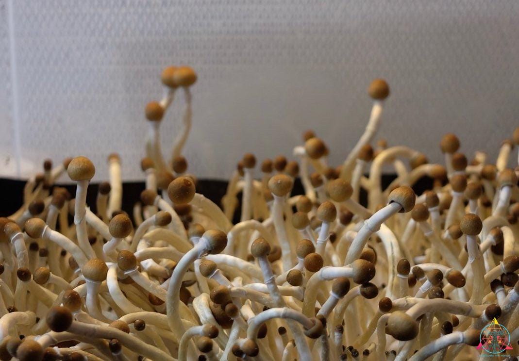 Guapiles Cubensis (Costa Rica) Spore Print - Image 2