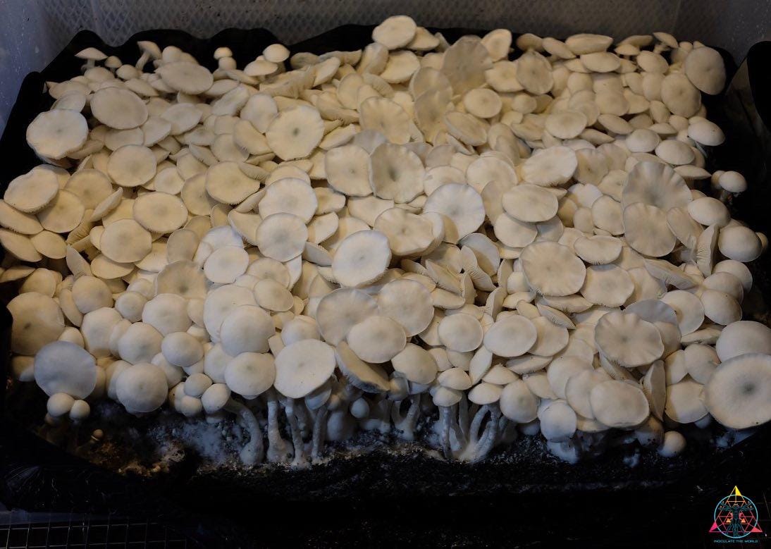 Wombat TAT Spore Swab - Image 2