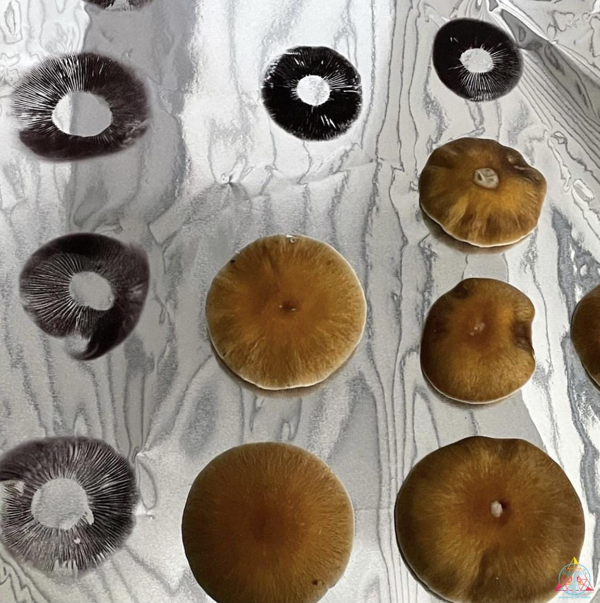 Malabar Cubensis Spore Print