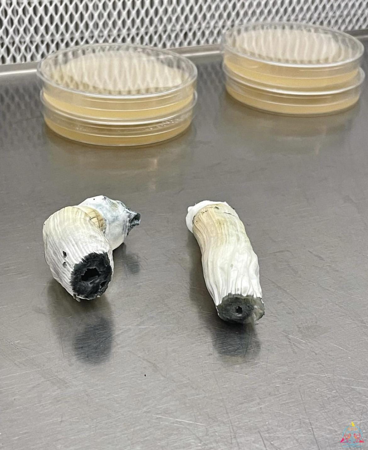 Malabar Cubensis Spore Print - Image 2