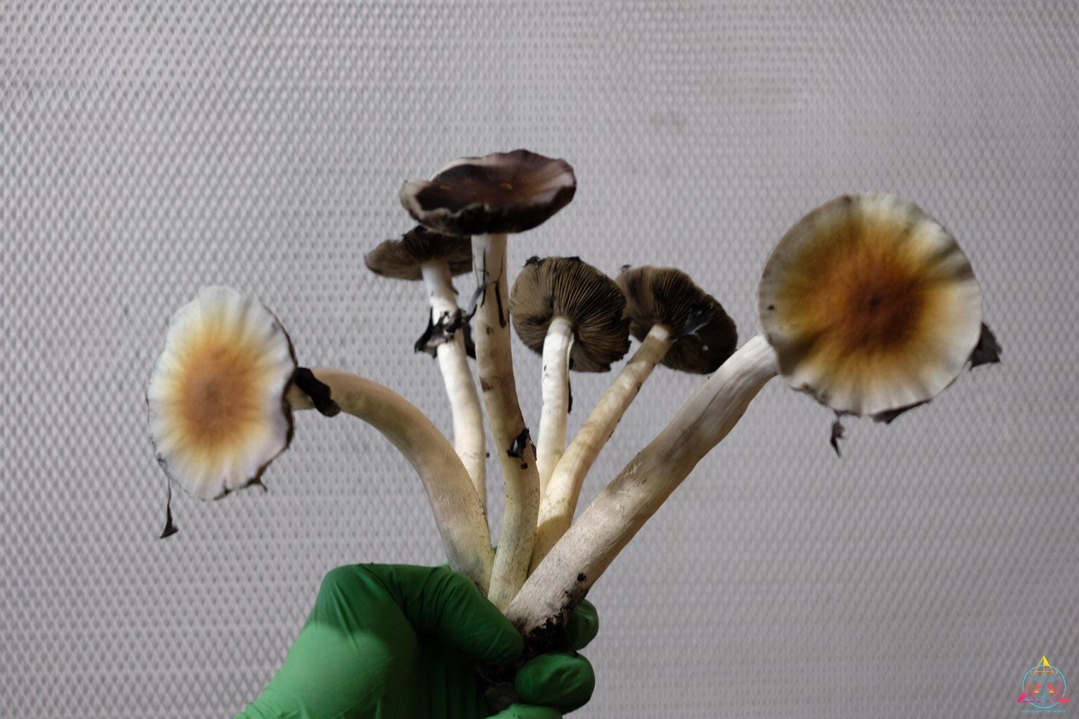 Guapiles Cubensis (Costa Rica) Spore Print - Image 3