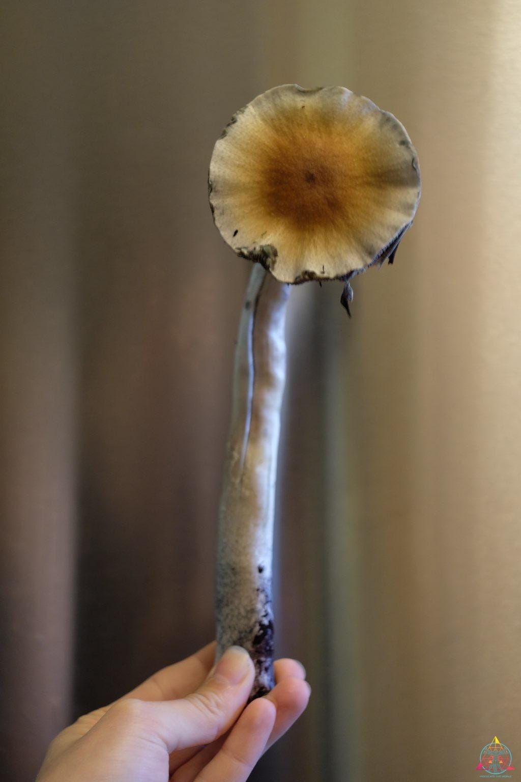 Guapiles Cubensis (Costa Rica) Spore Print - Image 4