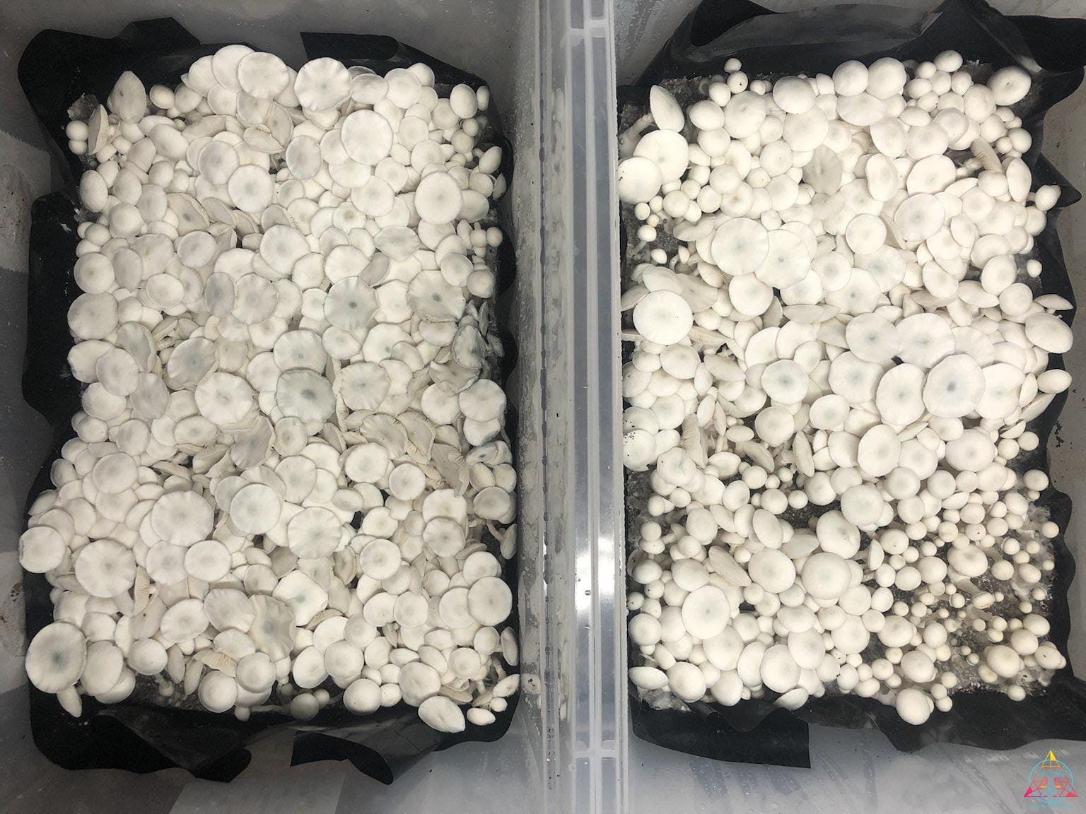 Wombat TAT Spore Swab - Image 4