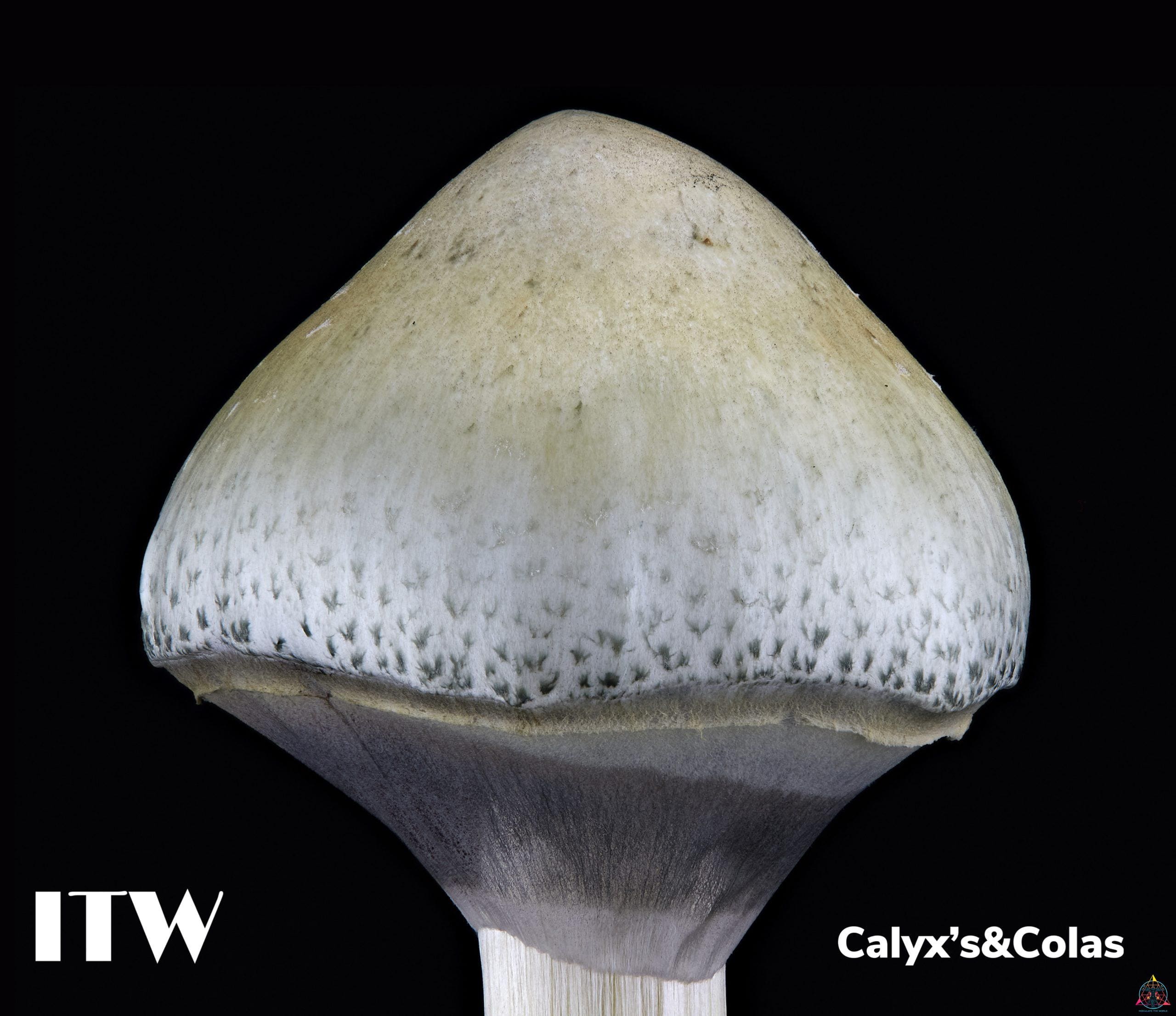 APE Revert Spore Print - Image 5