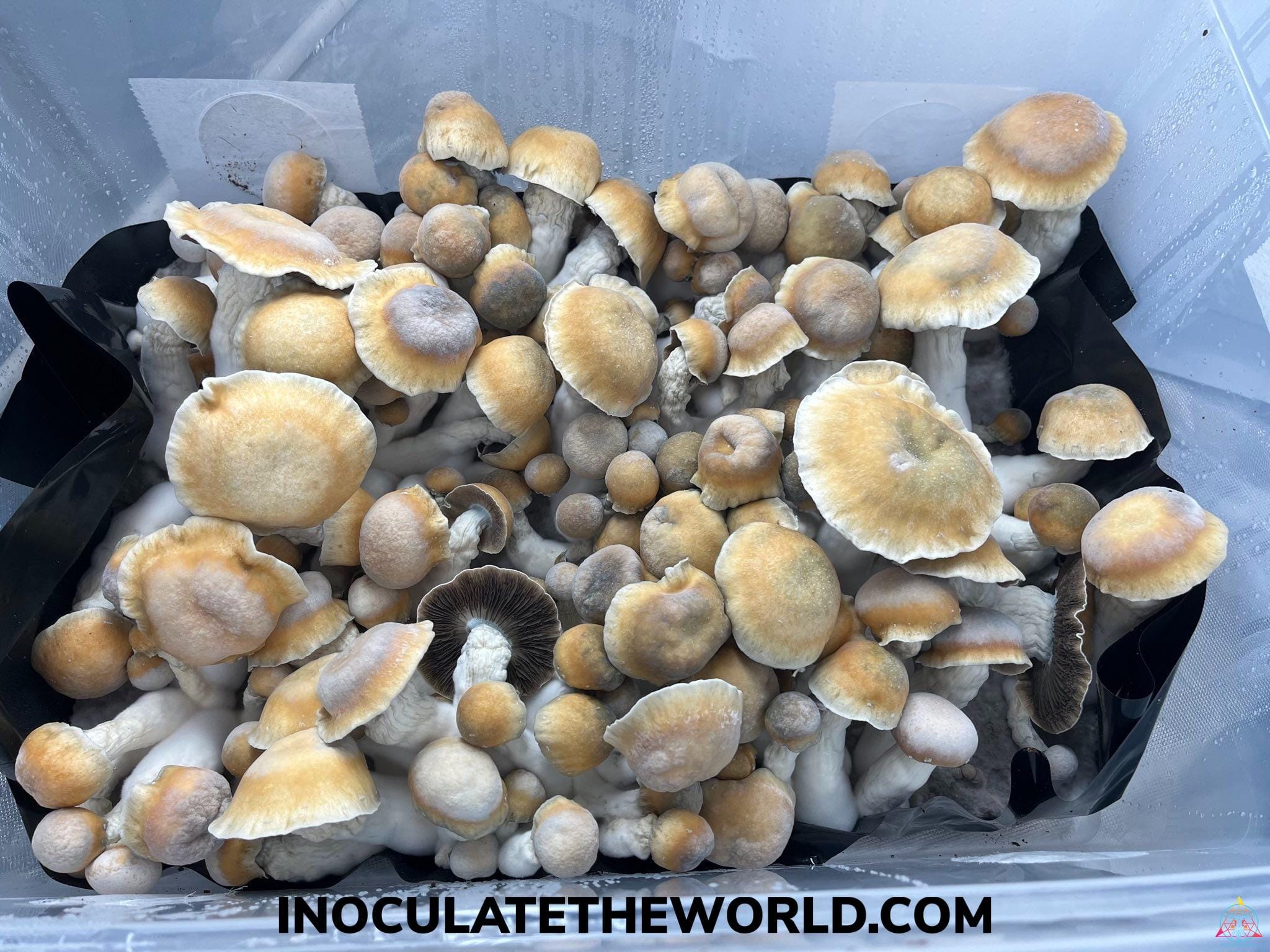 Penis Envy Spore Swab