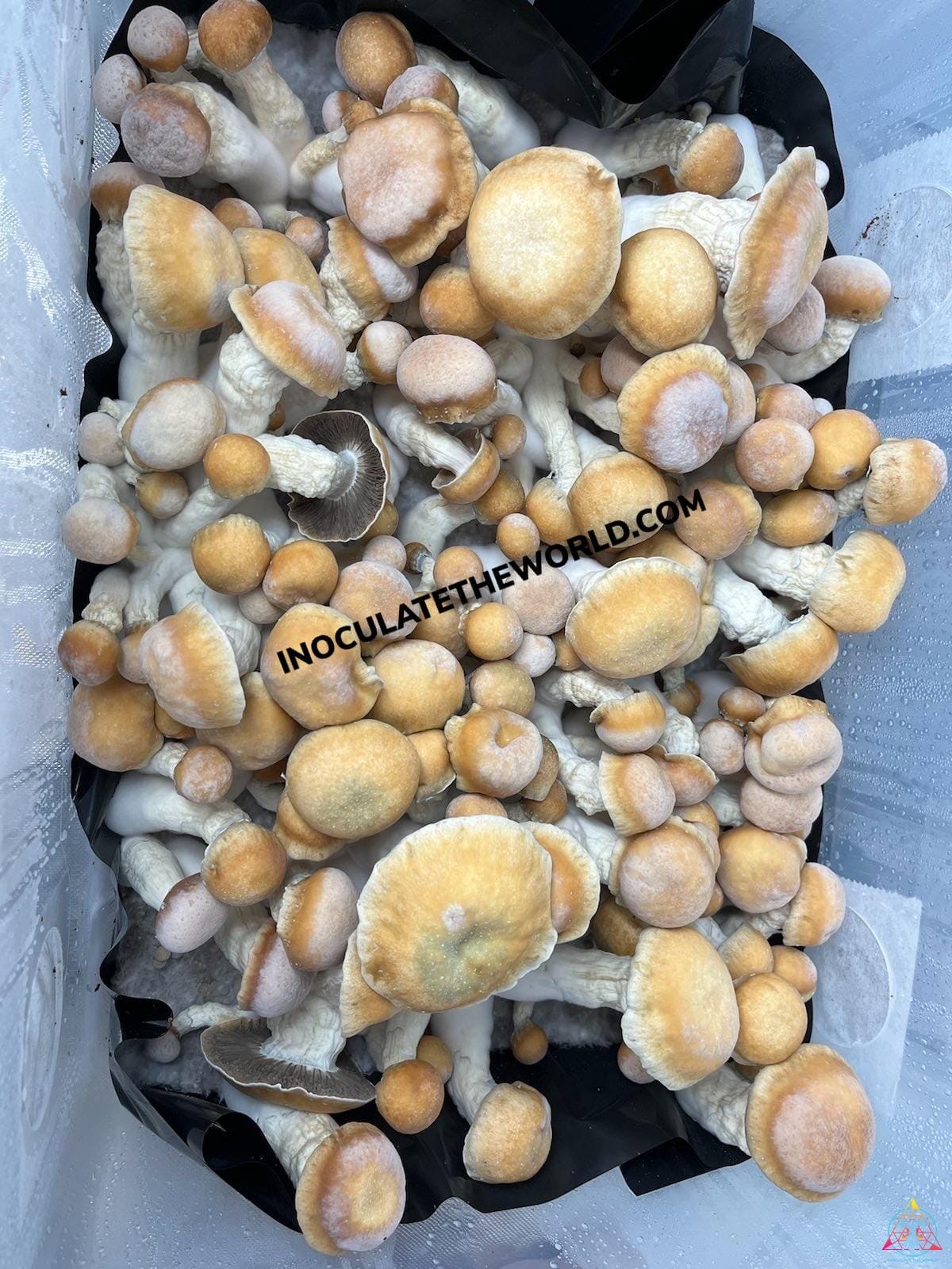 Penis Envy Spore Swab - Image 5