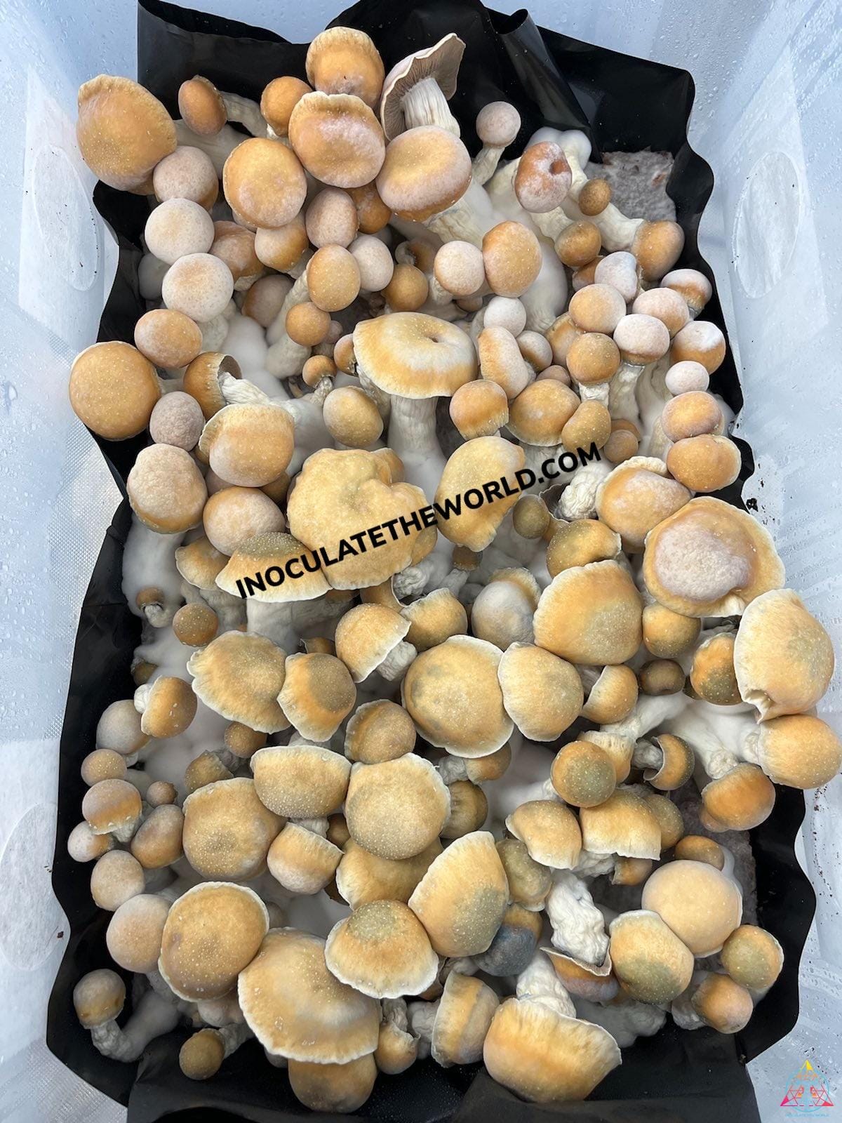 Penis Envy Spore Swab - Image 3