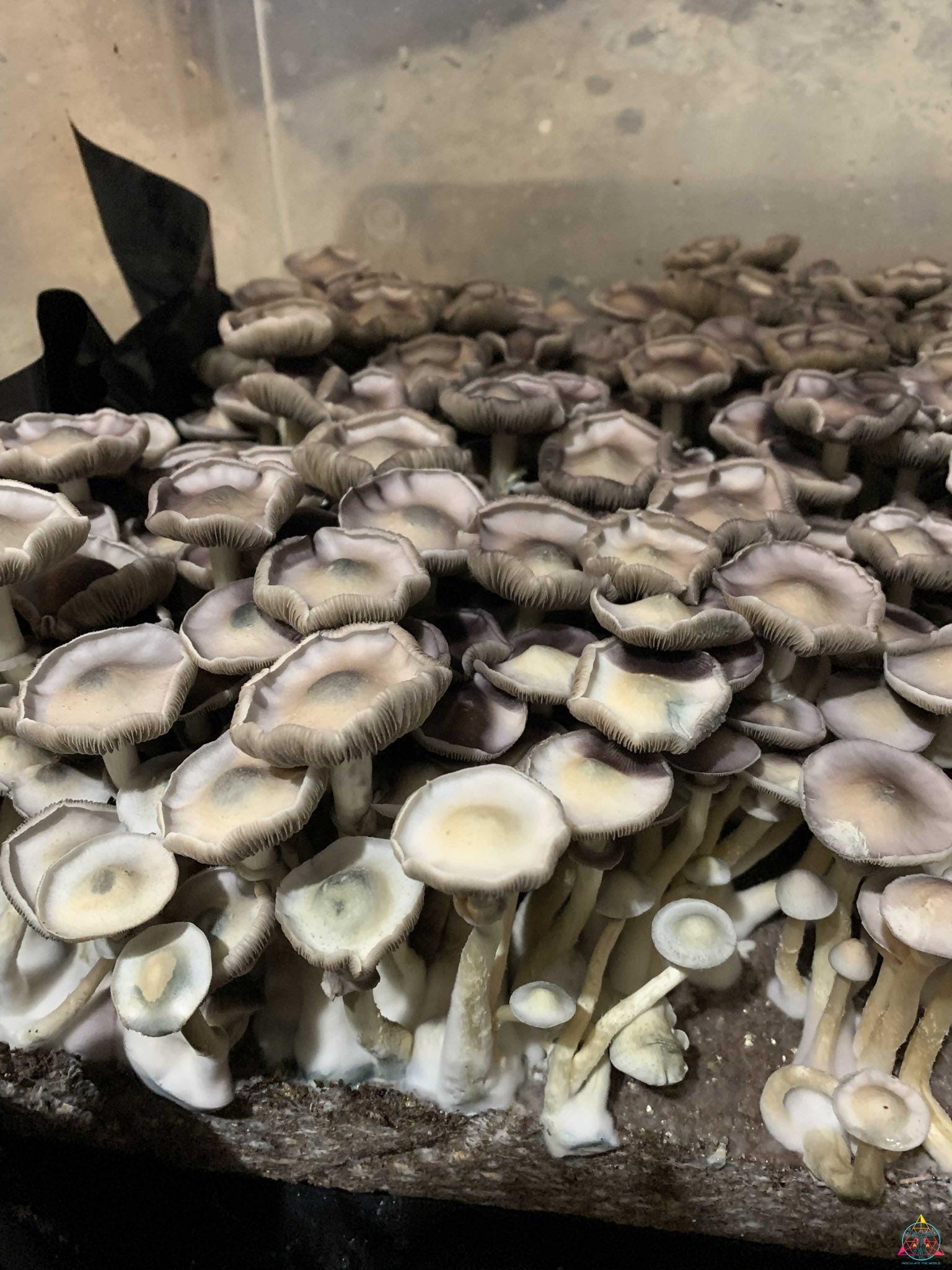 APE Revert Cubensis Spore Syringe - Image 14