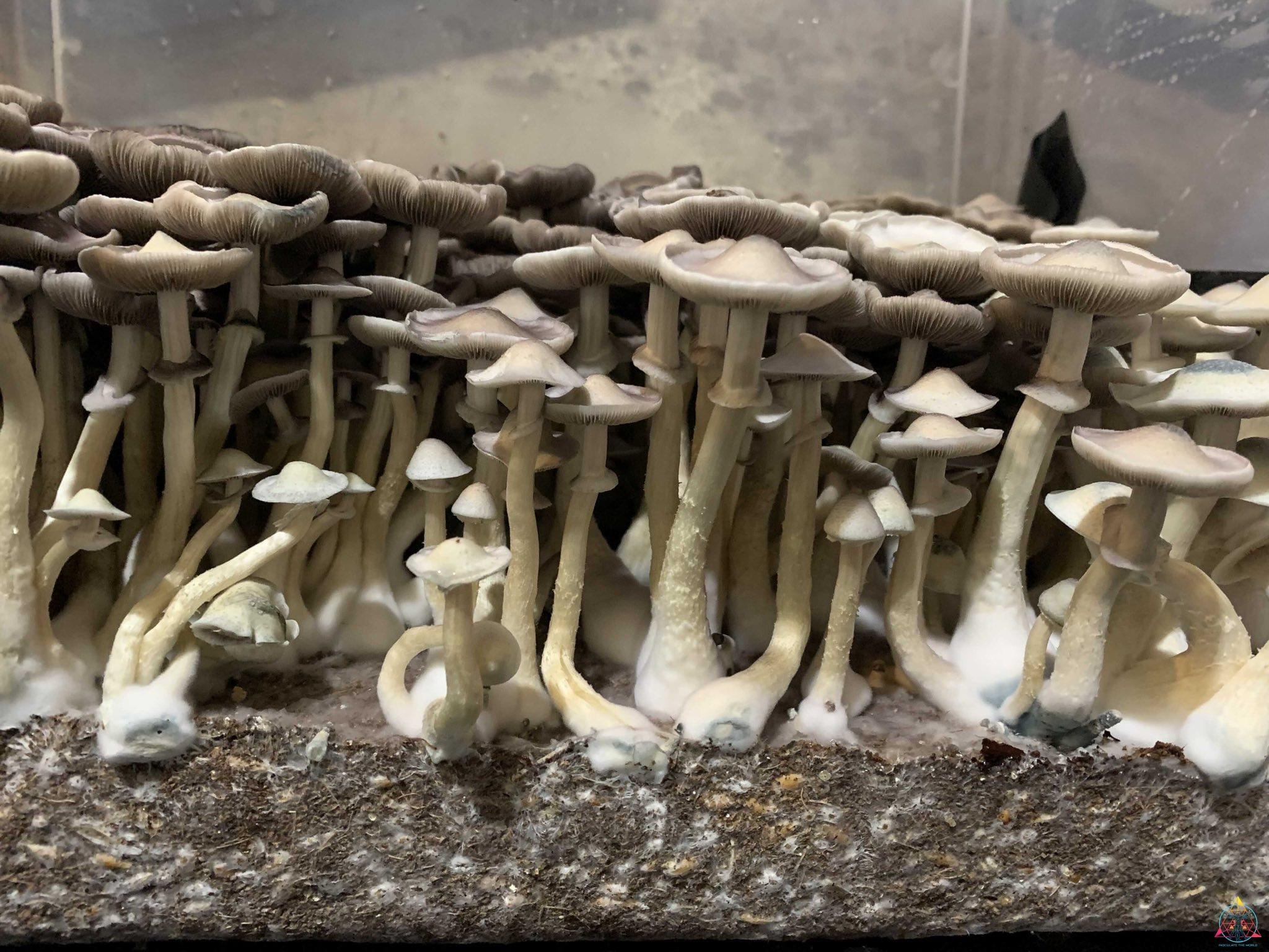 APE Revert Cubensis Spore Syringe - Image 13