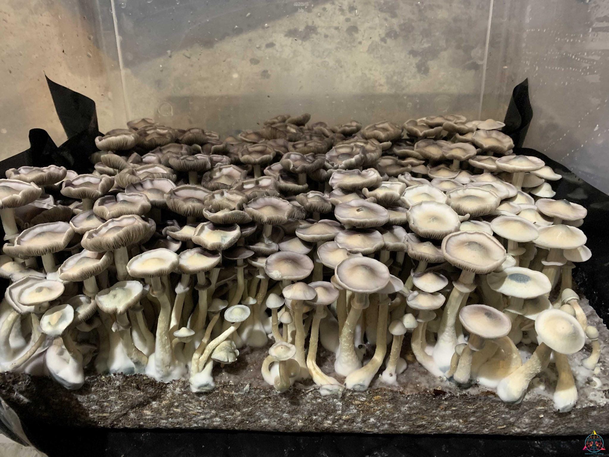 APE Revert Cubensis Spore Syringe - Image 10