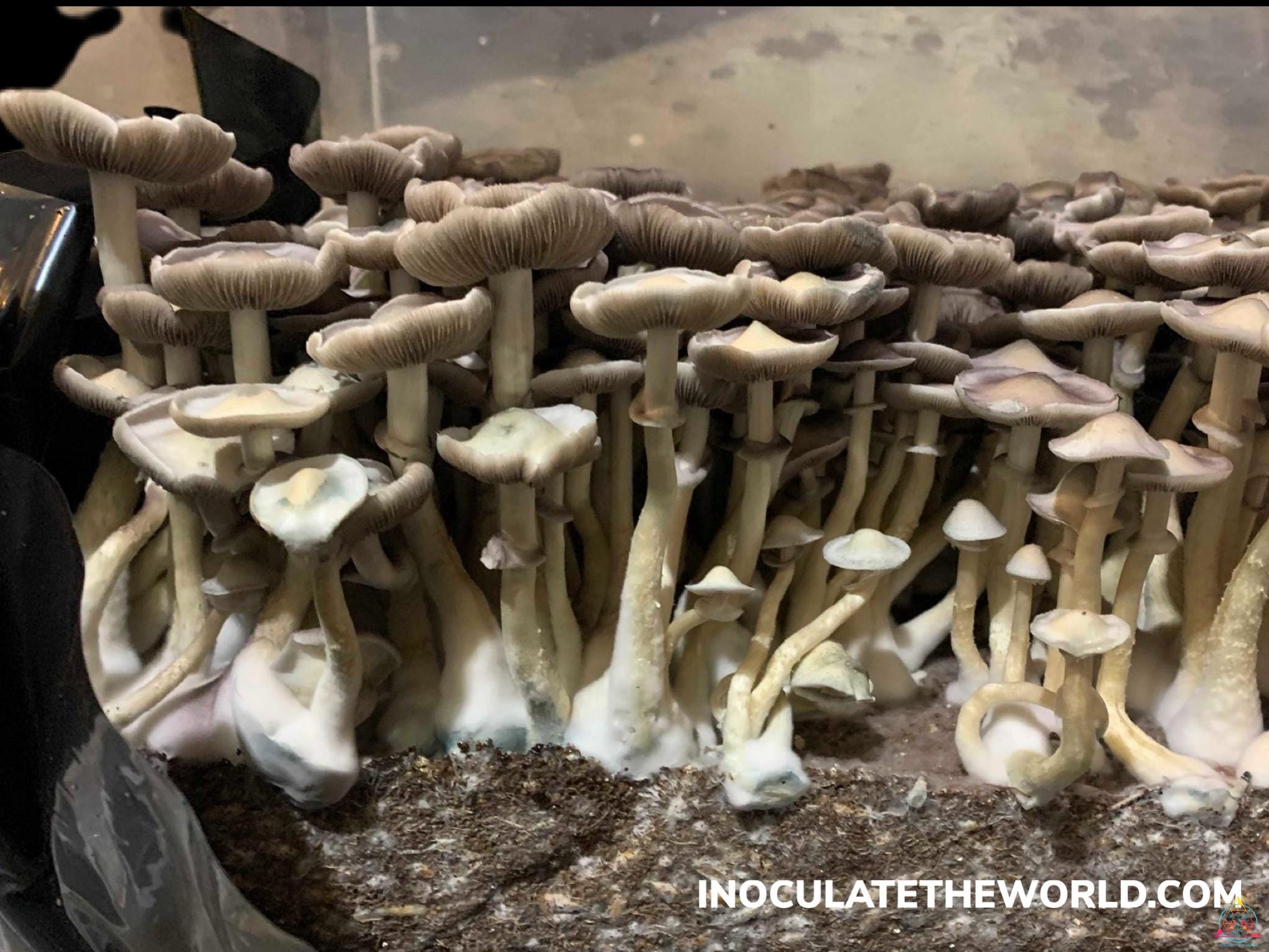 APE Revert Cubensis Spore Syringe - Image 6