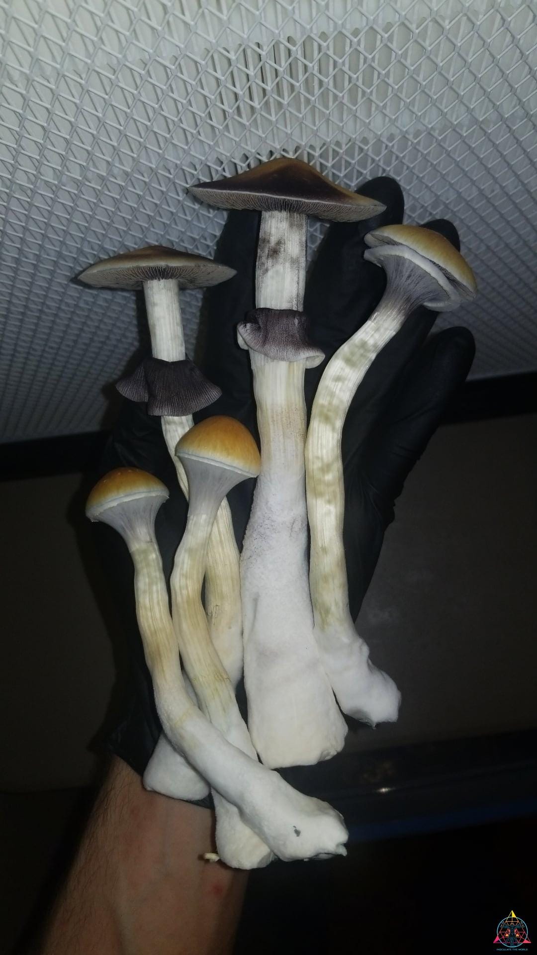 Corumba Brazil Cubensis Spore Print