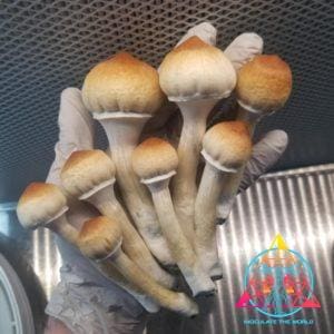 South American Cubensis Spore Print