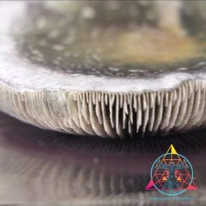Deep East Texas Wild cubensis Spore Swab