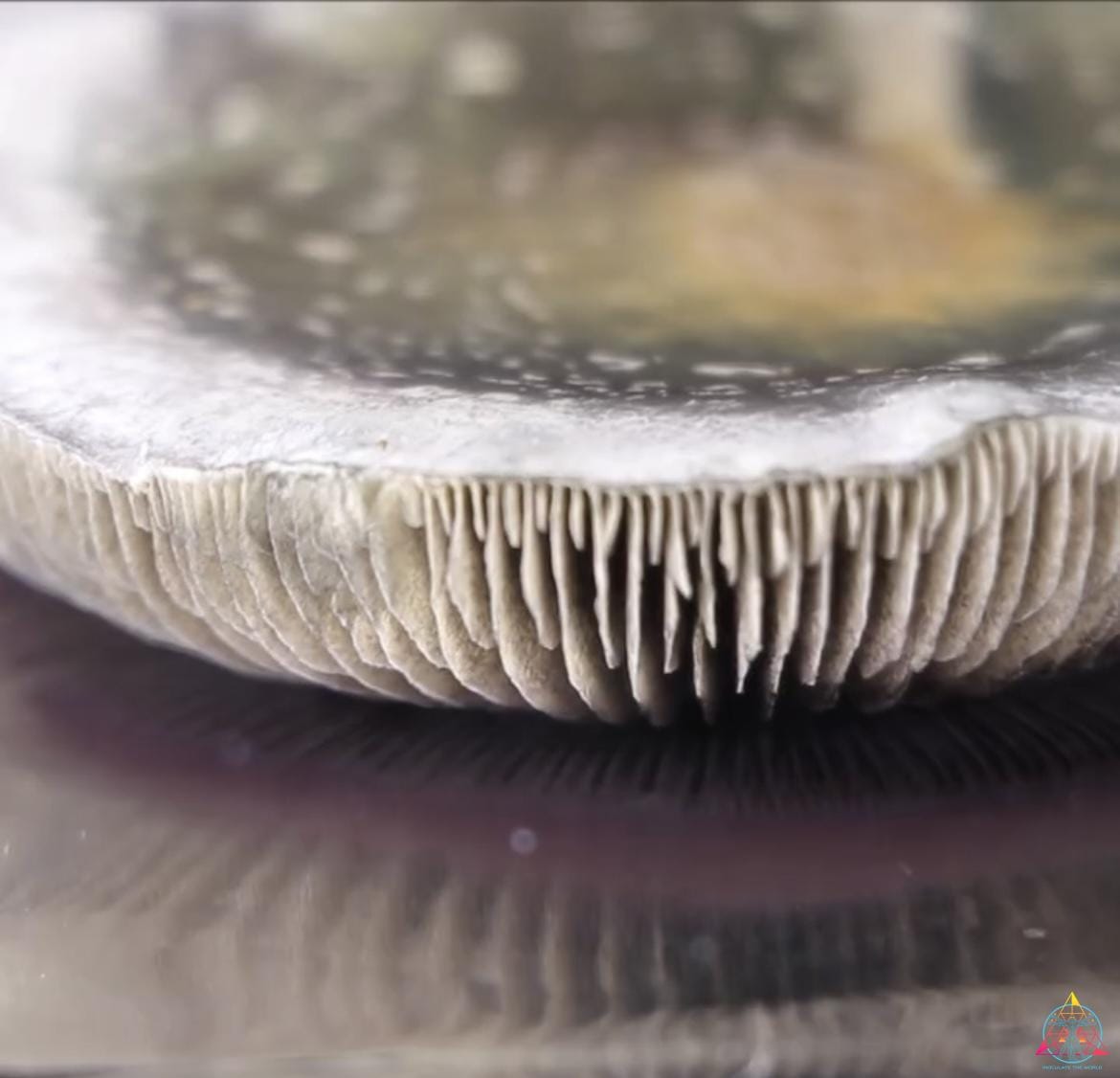 Deep East Texas Wild cubensis Spore Swab