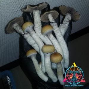 Illusion Weaver mushrooms