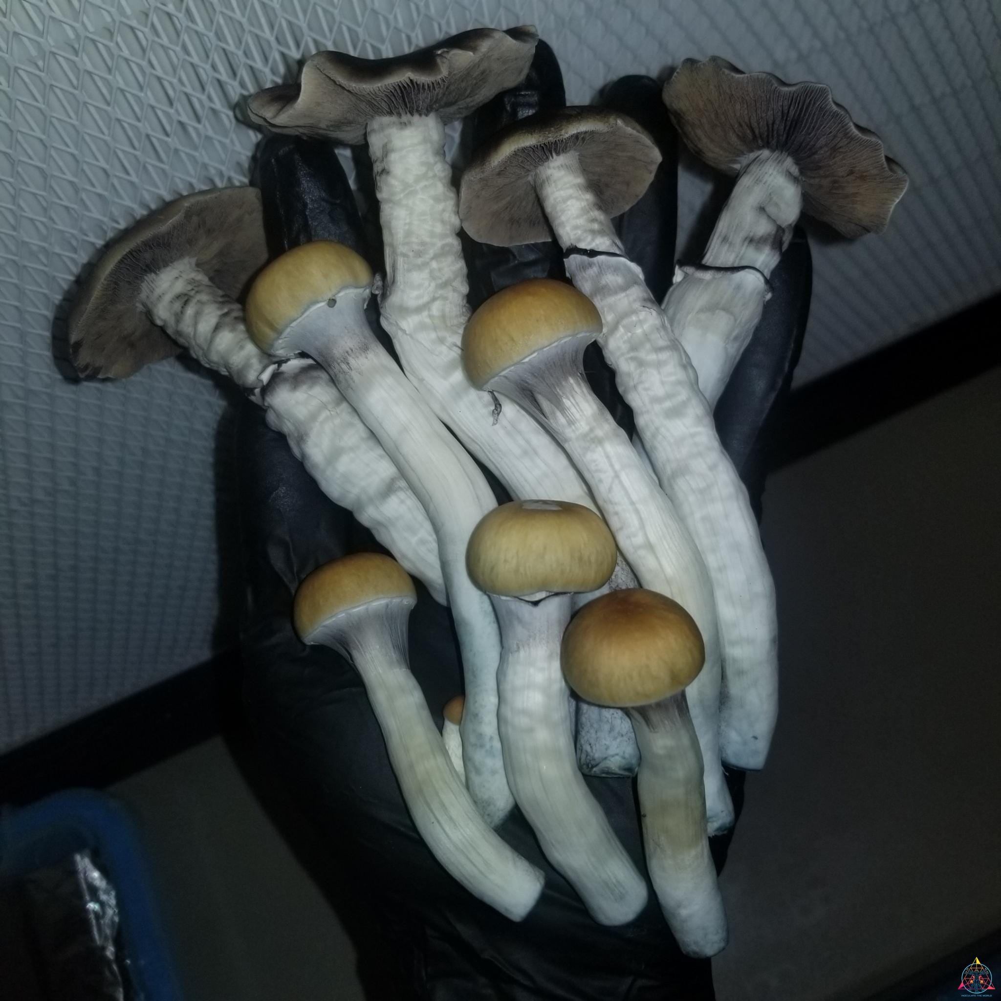 Illusion Weaver mushrooms