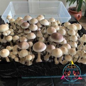 Wild Texas Cubensis Spore Syringe