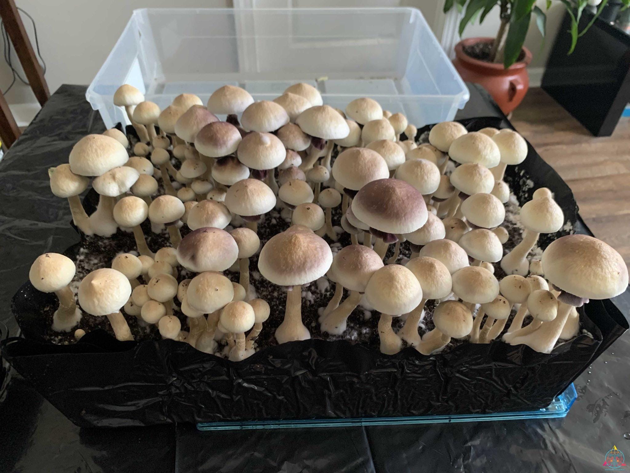 Wild Texas Cubensis Spore Syringe