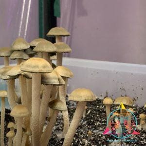 Panaeolus Cyanescens Jalisco Spore Print