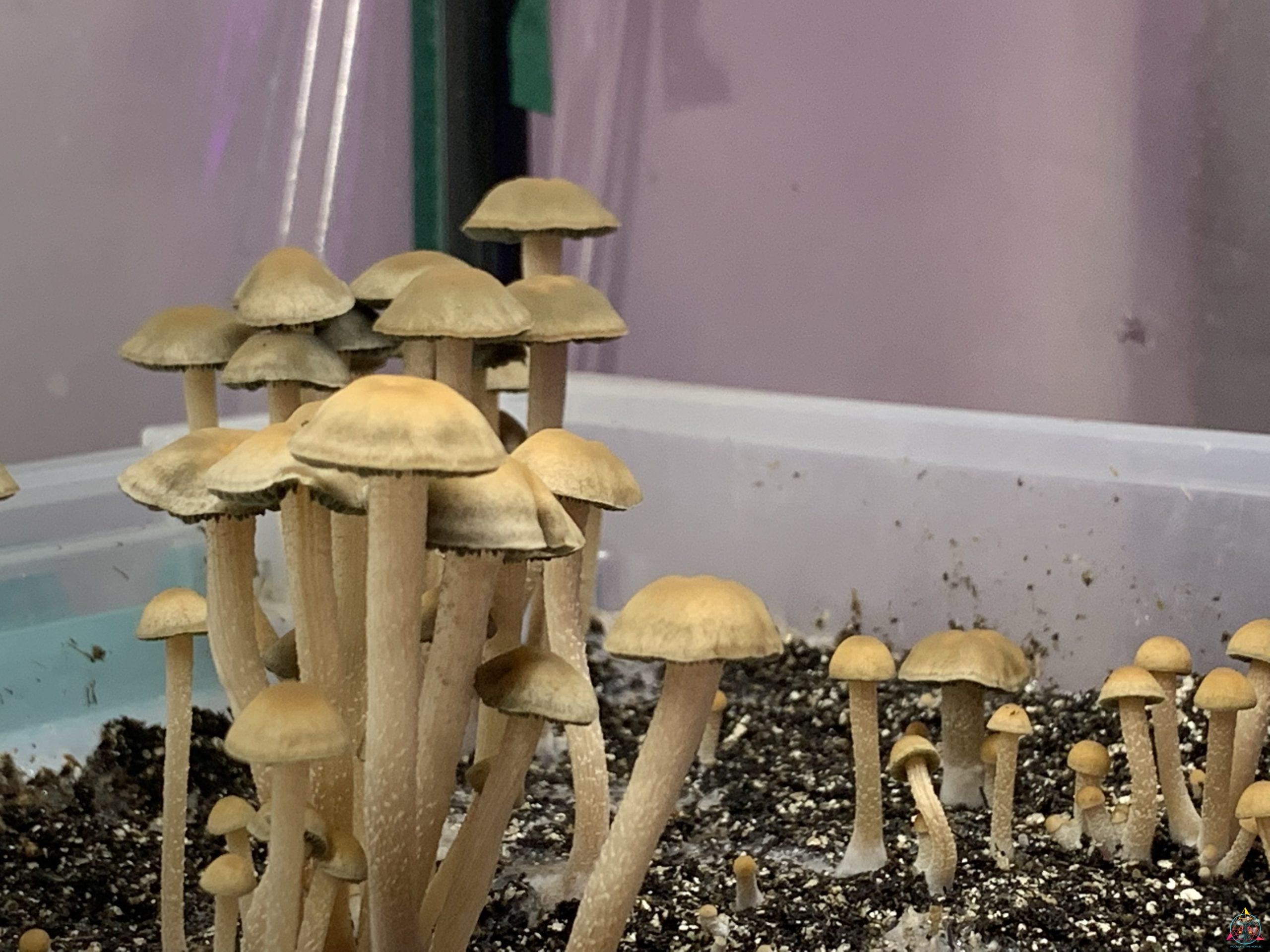 Panaeolus Cyanescens Jalisco Spore Print