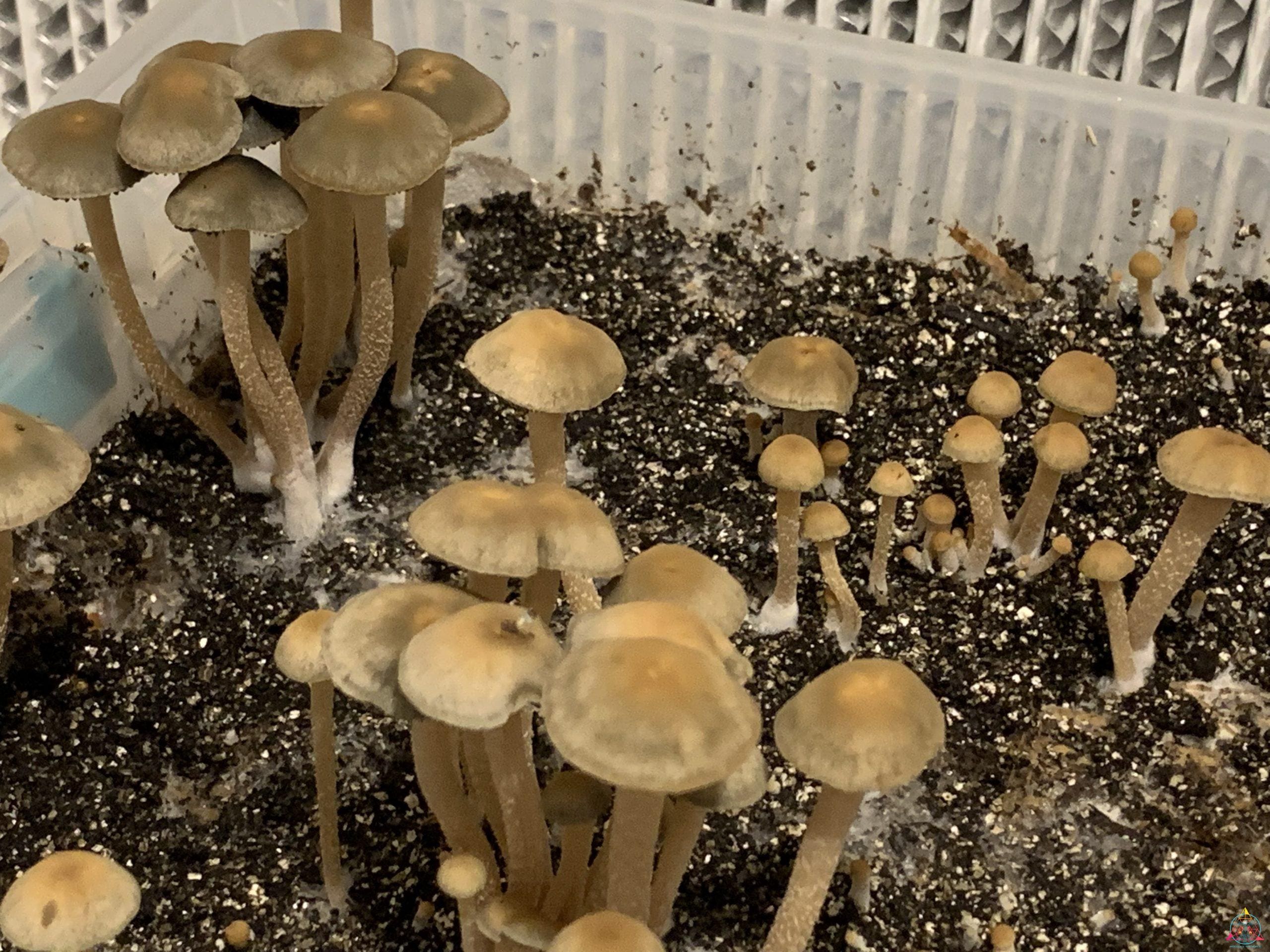 Panaeolus Cyanescens Jalisco Spore Print - Image 2