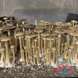 VZ3 Venezuelan cubensis Spore Print