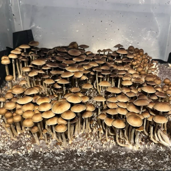 Large flush of ban hua thanon spore syringe cubensis mushrooms in a tub