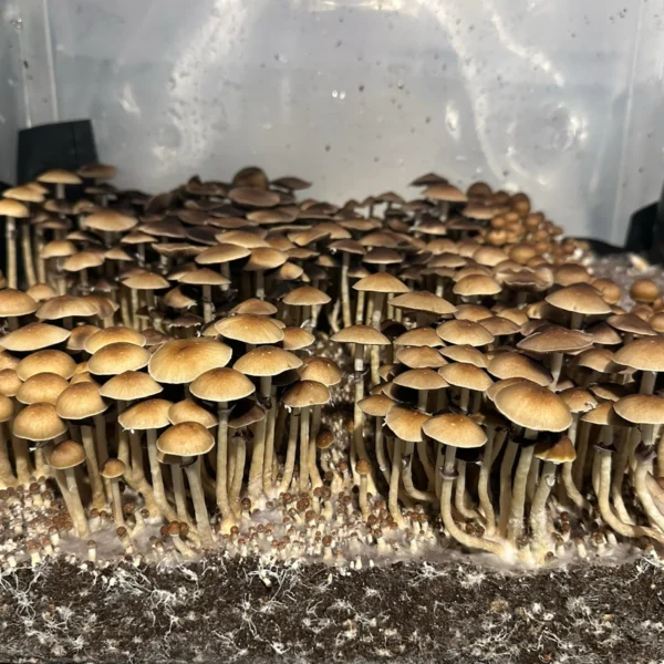 Large flush of ban hua thanon spore syringe cubensis mushrooms in a tub