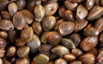 What Are Landrace Strains? Everything You Need To Know