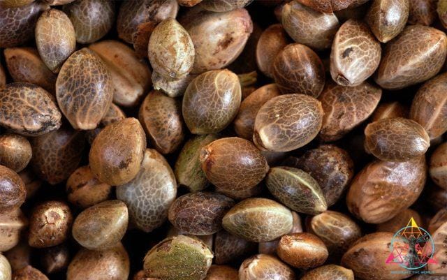 Afghan landrace seeds