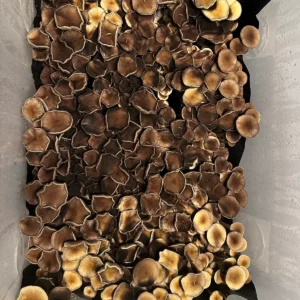 Top view of dozens of Golden Mammoth mushrooms growing from spore print