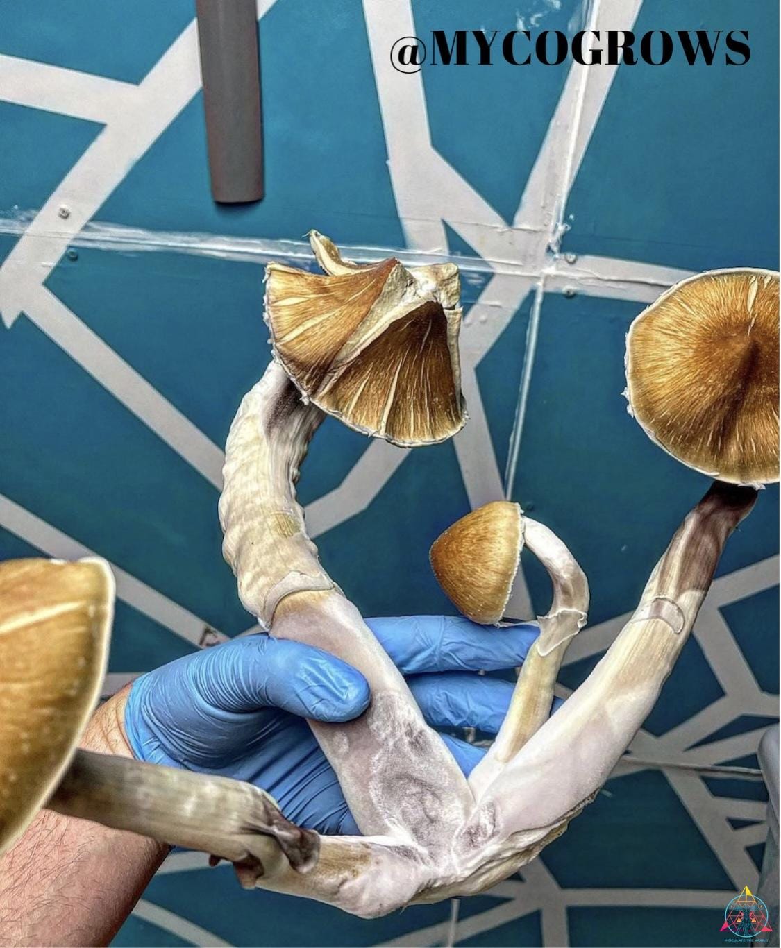 Jedi Mind Fuck (JMF) Isolated Spore Syringe - Image 3