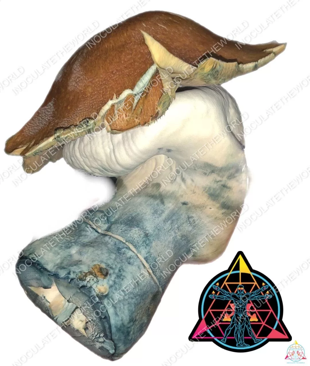 Jedi Mind Fuck (JMF) Isolated Spore Syringe - Image 2