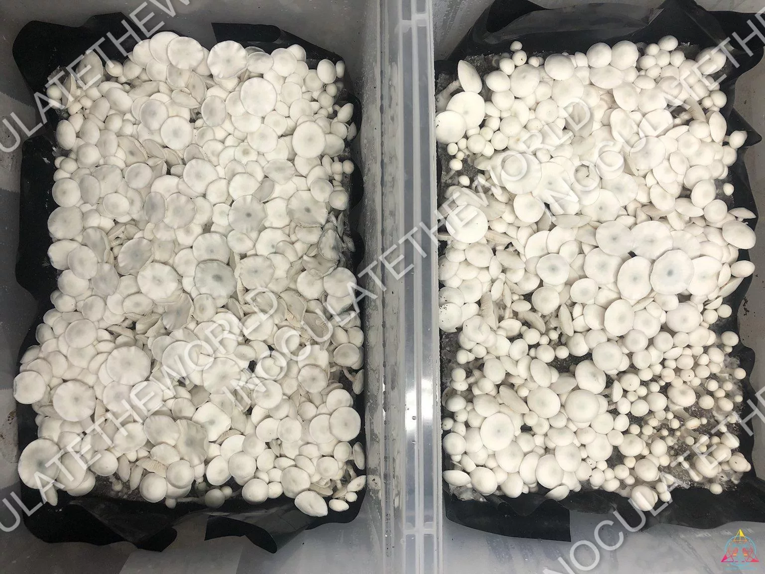 True Albino Teacher Isolated Spore Syringe - Image 2