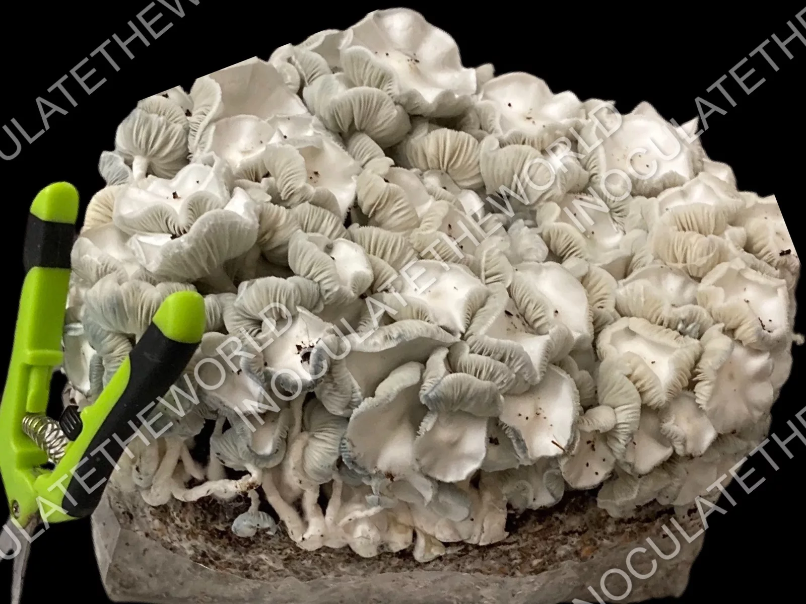 True Albino Teacher Isolated Spore Syringe