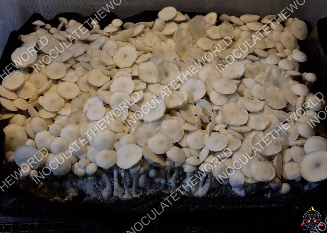 True Albino Teacher Isolated Spore Syringe - Image 3