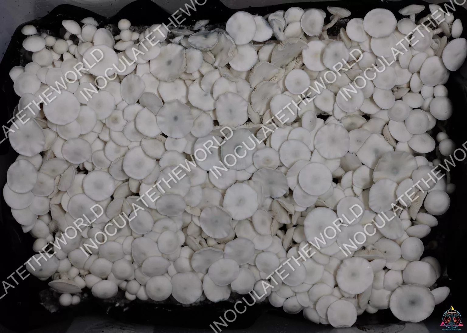 True Albino Teacher Isolated Spore Syringe - Image 4