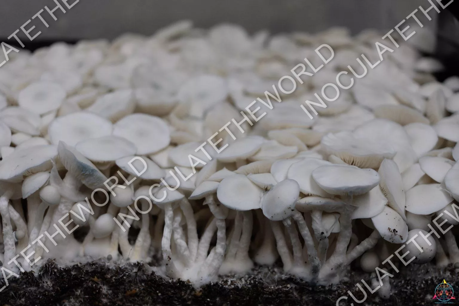 True Albino Teacher Isolated Spore Syringe - Image 5